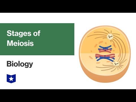 Stages of Meiosis | Biology thumbnail