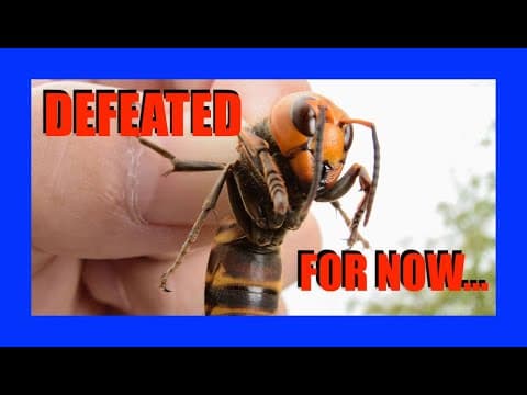Scientists Defeat First MURDER HORNET Nest | [OFFICE HOURS] Podcast #028 thumbnail