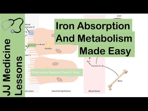 Iron Absorption, Transport, Metabolism and Regulation - Biochemistry Lesson thumbnail