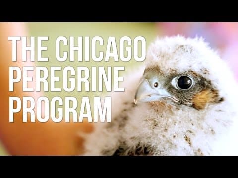 The Chicago Peregrine Program thumbnail