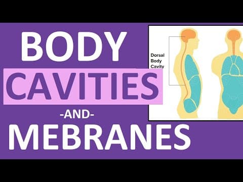 Body Cavities and Membranes (Dorsal, Ventral)- Anatomy and Physiology thumbnail