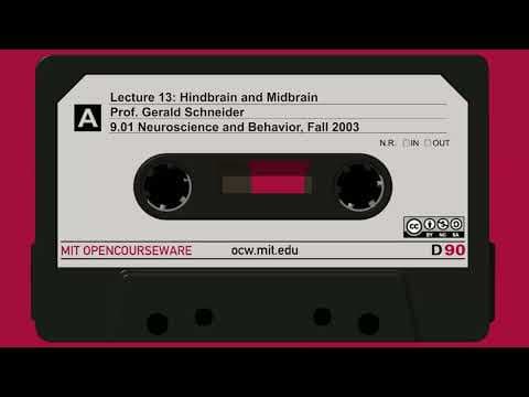 Lecture 13: Hindbrain and Midbrain thumbnail