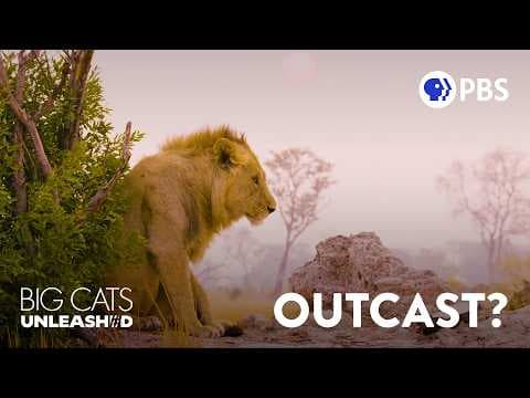 Why Young Lions Get Kicked Out of Their Pride thumbnail