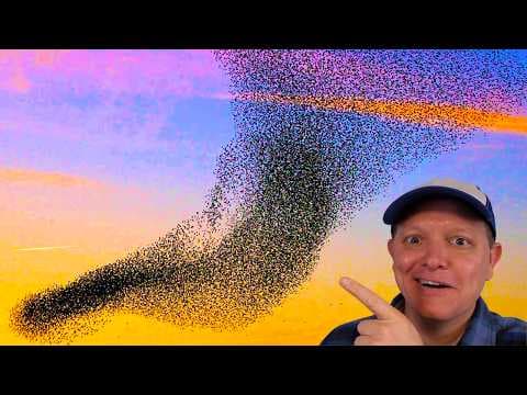 What Is the Boids Algorithm and How Does It Explain Flock Behavior? thumbnail