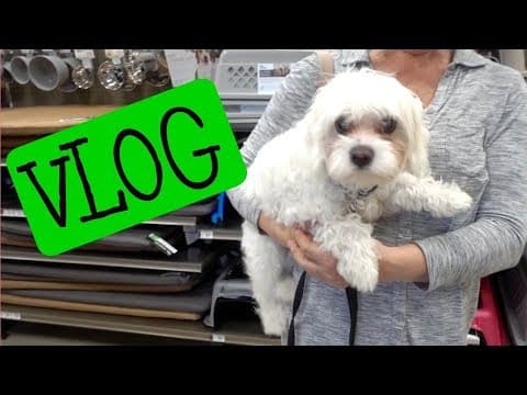 Vlog: Instant Pot Meal Prep, PetCo with Tybee, Skin Care| Dr Dray thumbnail
