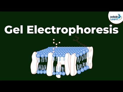 What is Gel Electrophoresis | Don't Memorise thumbnail