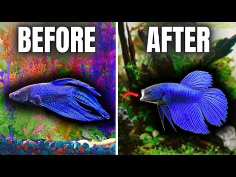 Fixing My Dad's Betta Fish Tank (It Was Bad) thumbnail
