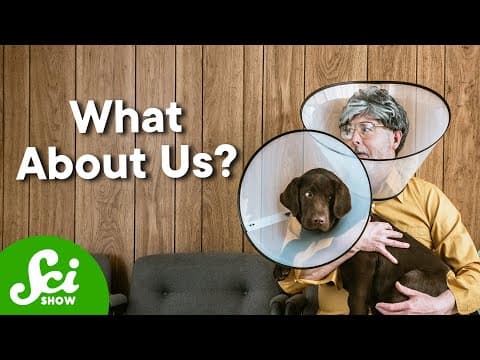 Why Your Dog Has An Anti-Tick Pill And You Don’t? thumbnail