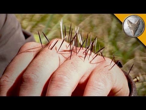 How Do You Remove Porcupine Quills Safely? thumbnail
