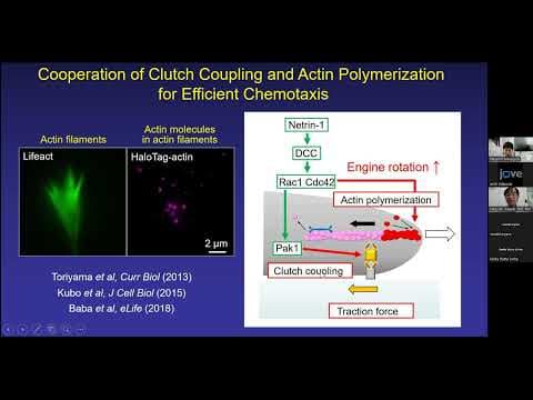 Imaging techniques to analyze molecular mechanics for cell migration and axon guidance thumbnail