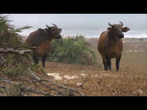 Gabon, in a Land Unknown to Men thumbnail