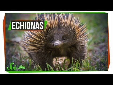 Why Echidnas Are Evolutionary Misfits thumbnail