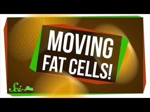 We Just Found Out Fat Cells Can Move! thumbnail