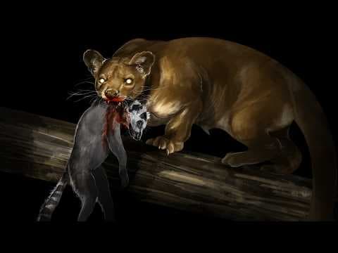 Fossa: The Apex Predator Nobody Knows About thumbnail
