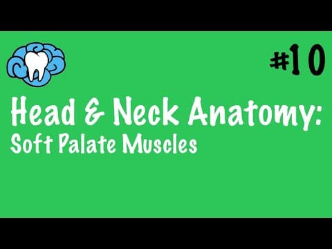 Head & Neck Anatomy | Soft Palate Muscles | INBDE thumbnail