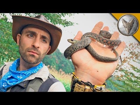 What Makes the Tiger Keelback Snake Venomous and Poisonous? thumbnail