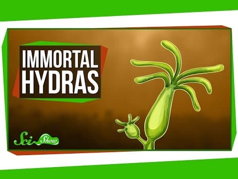 Hydras: Our Immortal, Tentacled Friends thumbnail