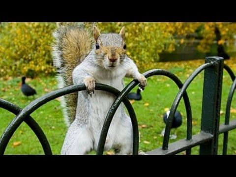 Unwelcome Guests: Alien Animal Invaders - Professor Tim Blackburn thumbnail