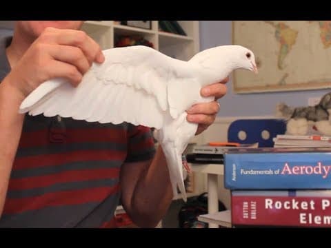 How Do Bird Wings Enable Efficient Flight Compared to Airplanes? thumbnail