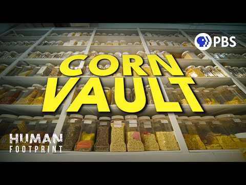 How Corn Took Over the World 🌽 thumbnail