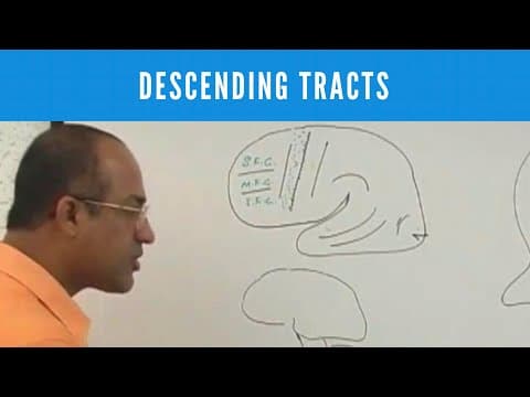 Descending Tracts | Corticospinal Tract | Pyramidal & Extrapyramidal Tract🩺 thumbnail
