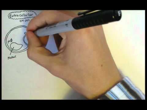 Immunology - Innate Immunity (PAMP and PRR) thumbnail