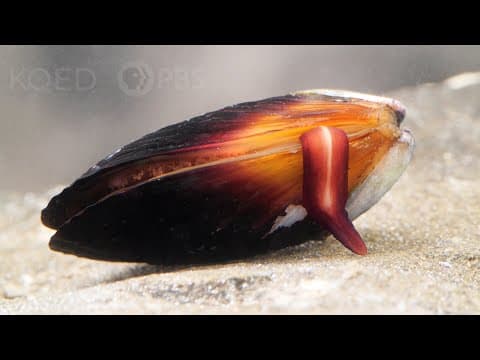 How Does the Mussel Grow its Beard? | Deep Look thumbnail