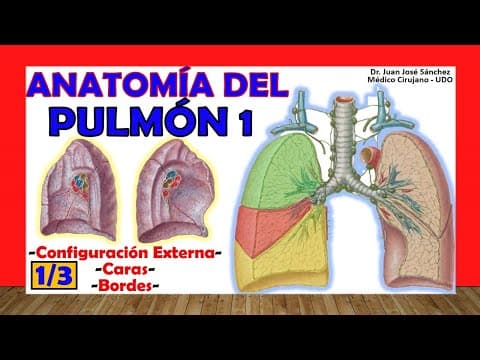🥇 PULMÓN 1/3, Anatomía. (Configuración Externa, Caras y Bordes). Fácil y Sencilla thumbnail