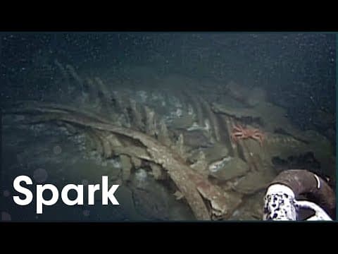 The Creepiest Things At The Bottom Of The Ocean thumbnail