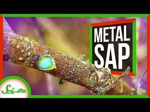What Makes the Pycnandra Acuminata Tree Unique? thumbnail