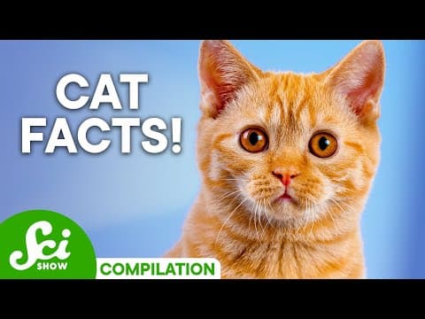 Why Do Cats Domesticate Themselves? thumbnail