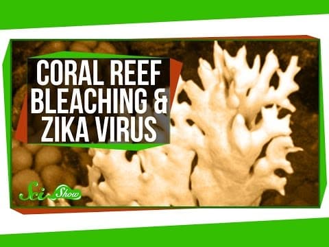 Bleaching in the Great Barrier Reef, and a Zika Update thumbnail