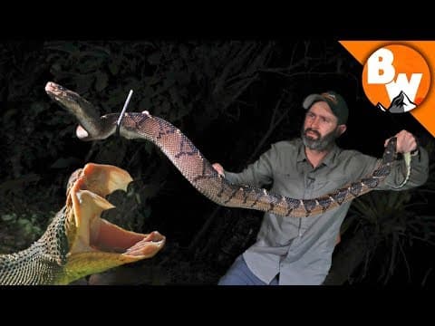 Fangs of the Largest Pit Viper Snake! thumbnail