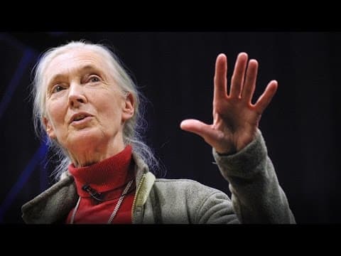 What separates us from chimpanzees? | Jane Goodall thumbnail