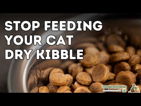 Dangers of Dry Cat Food thumbnail