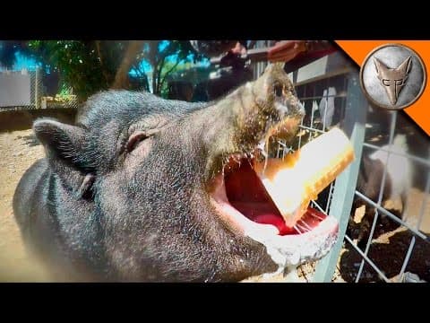 Do Baby Goats Like Ice Cream or Vegetables More? thumbnail