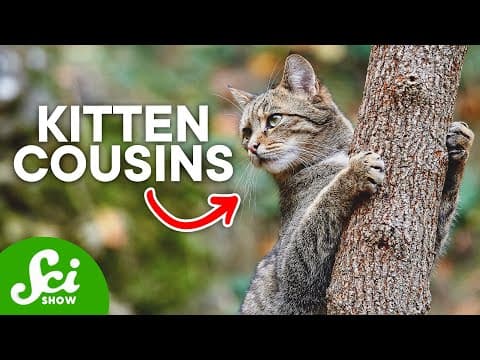 Why We Have Cats as Pets: The History of Feline Domestication thumbnail