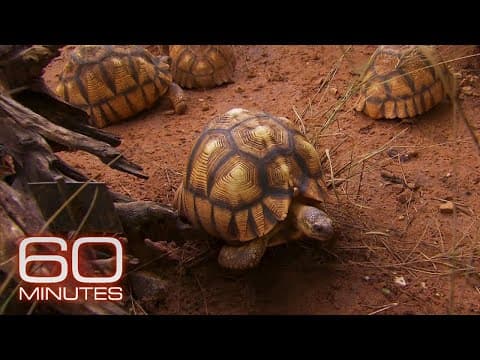 The race to save the tortoise | 60 Minutes Archive thumbnail