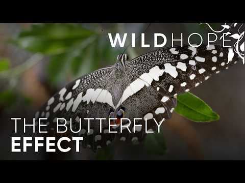 The “Butterfly Farmers” Saving Zanzibar’s Forests | WILD HOPE thumbnail