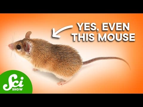 5 Animals That Have Bone Skin thumbnail
