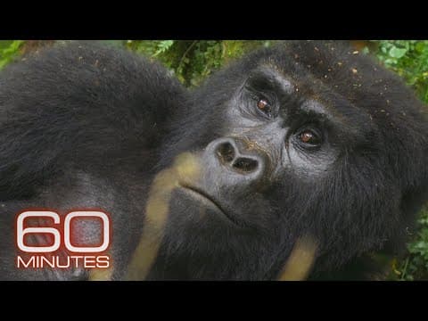 Speaking to gorillas in the Impenetrable Forest | 60 Minutes thumbnail