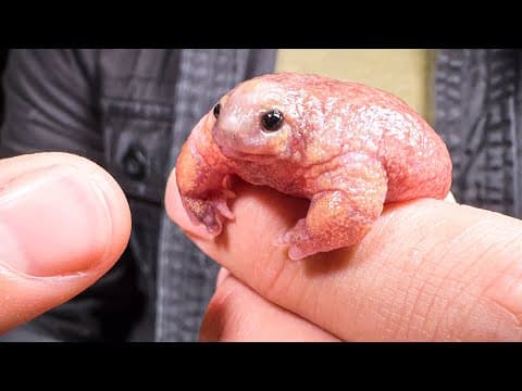 What Is the Turtle Frog and Why Is It So Unique? thumbnail