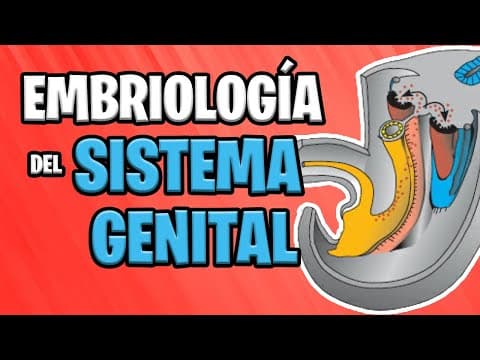 ✅ EMBRIOLOGÍA del SISTEMA GENITAL 👦🏻👧🏻 | Sistema UROGENITAL thumbnail