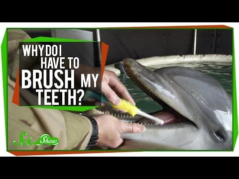 Why Do I Have to Brush My Teeth? thumbnail