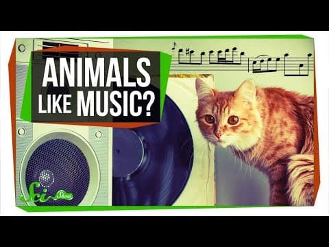 Do Animals Appreciate Music? thumbnail