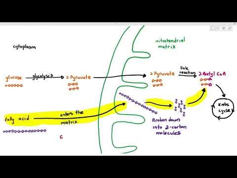 12-12 Respiratory Substrate (Cambridge AS A Level Biology, 9700) thumbnail