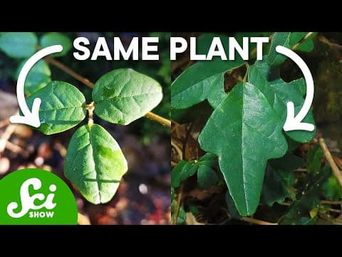 Can this Plant /Actually/ See? thumbnail