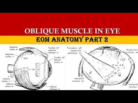 Extraocular Muscle Anatomy part 2 | SUPERIOR OBLIQUE & INFERIOR OBLIQUE MUSCLE thumbnail