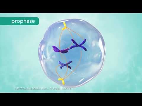 M Phase of the Cell Cycle thumbnail