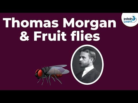 Genetics - Thomas Morgan & Fruit flies - Lesson 10 | Don't Memorise thumbnail